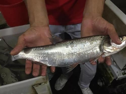  江南人的吃鱼时间表