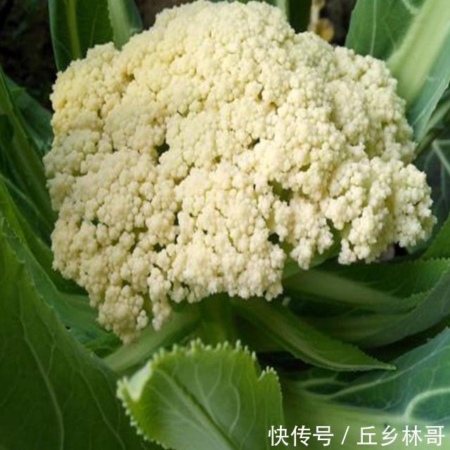 花菜这样做,你吃过了吗?开胃又下饭,比吃肉还舒服哦