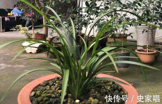 兰花长得像草，叶片干黄，赶紧此样做，入秋注意3点，长势旺