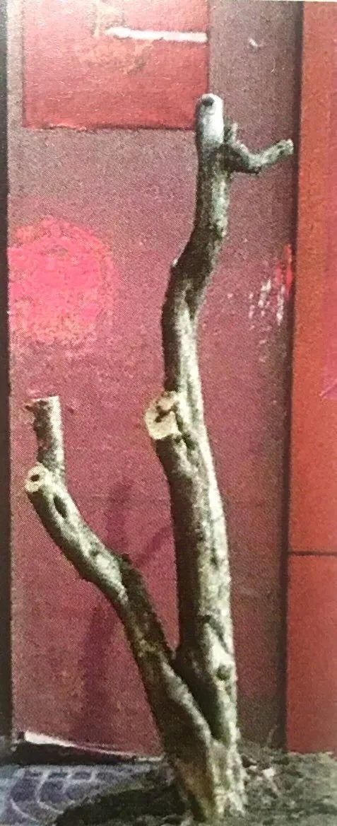 一盆九里香,阳台香飘飘,6款盆景造型玩法,哪一款受你青睐