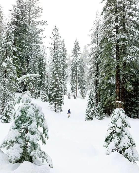 太美|松树开花,见过吗?太美了!