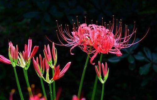  冥界|传说在冥界生长着四花，冥界四花都是哪些花，在现实中能找到吗？