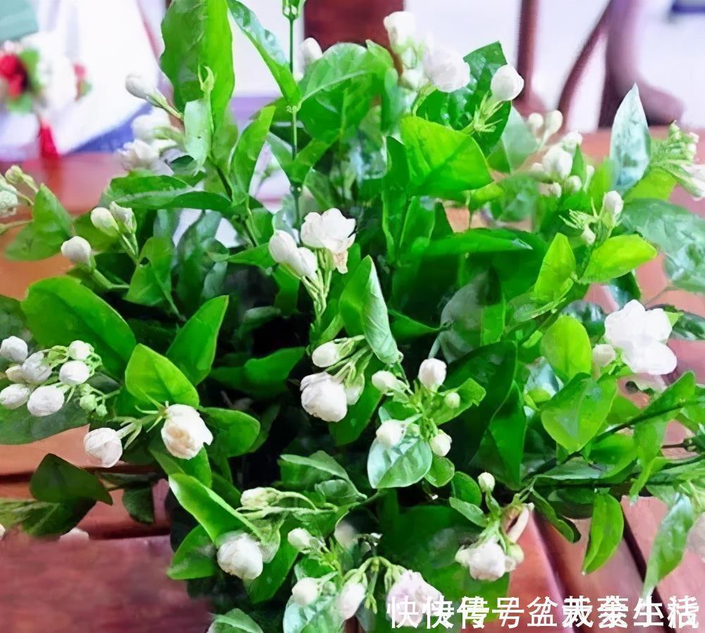 枝条|老花匠养的茉莉花,夏天做对5件事,年年开满枝,叶绿香味浓