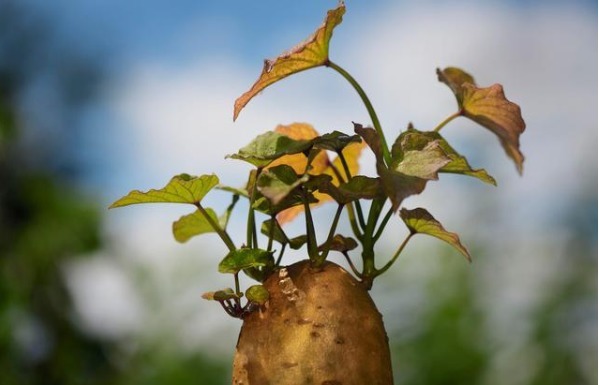 绿豆|4种食物发芽后，不仅没“毒”，营养反而会倍增，别再傻傻扔掉了