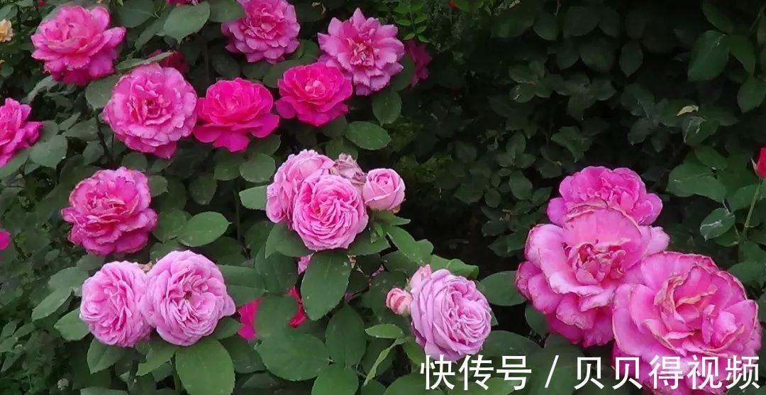 月季种植大忌,月季肥害了怎么办,急救小贴士在此