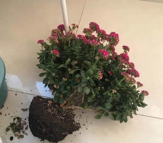 蟹爪兰|长寿花换盆,切忌越换越大,一直用小盆养才好!