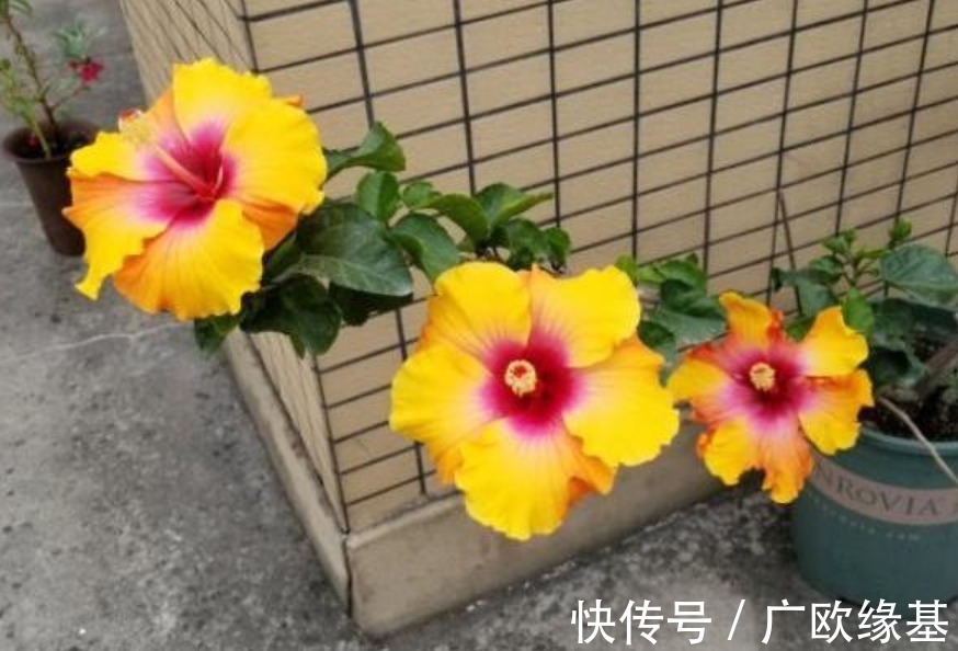 养花在“精”不在多,3个养花的“坏习惯”,想养好花要改掉