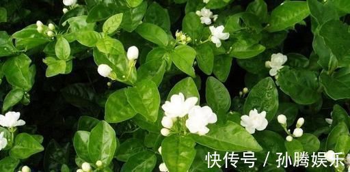 层叠群花|6月养茉莉花，了解掌握3个技巧，开出层叠群花