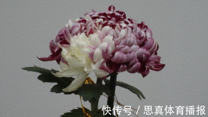喜欢菊花，不如养盆优良名菊“红衣绿裳”，花色艳丽，高贵典雅！