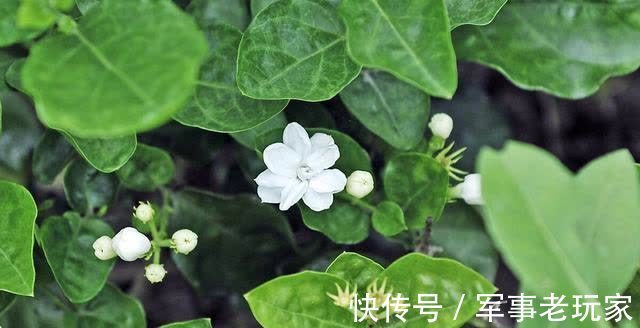 花朵|茉莉花的花期里,以下事情不能做,不然花苞会不停地脱落