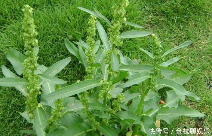 金不换|乡下俗称“金不换”的植物，比醋还酸，市场价值却很高，价值珍贵