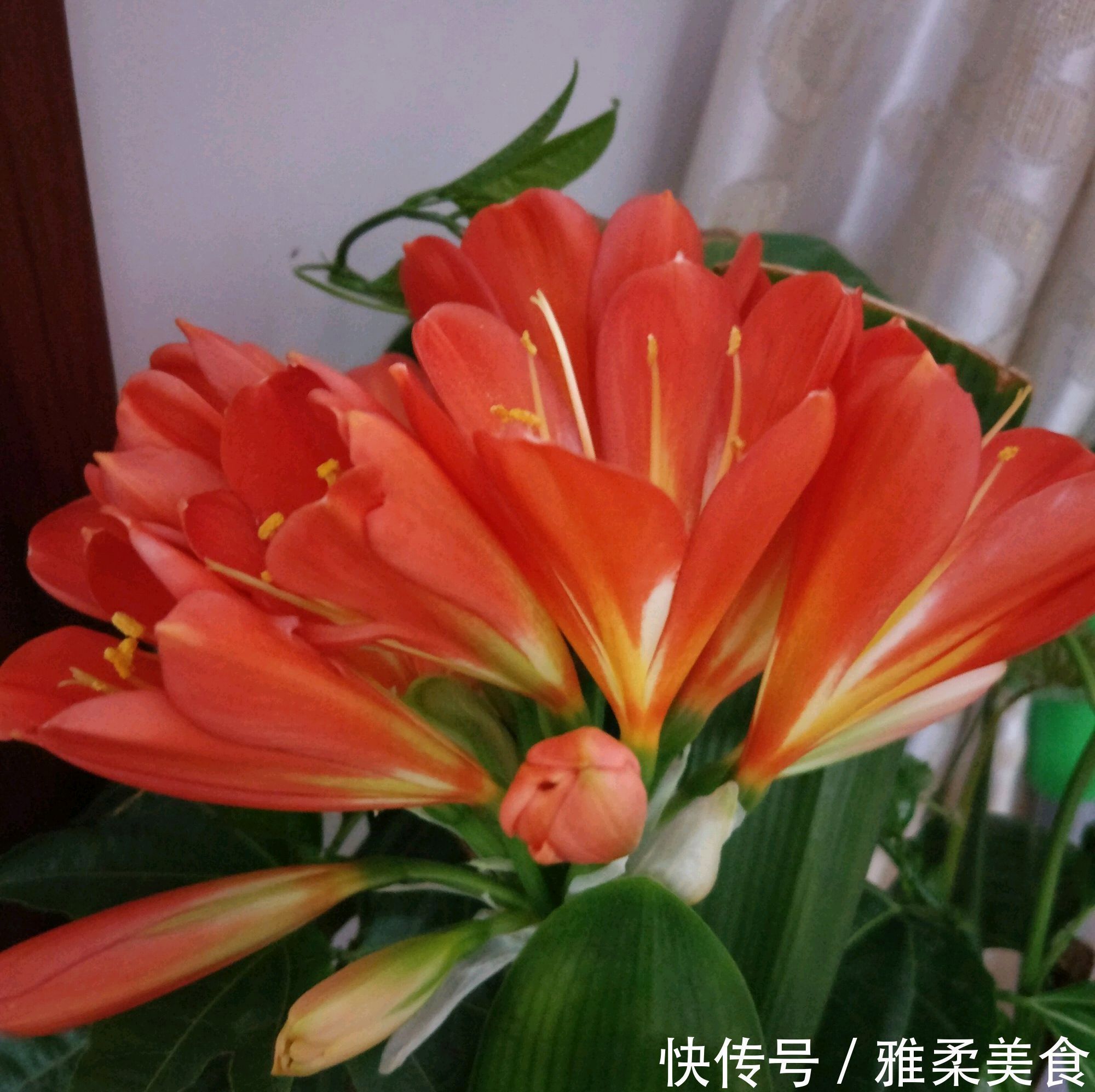 消毒|君子兰根部冒出小芽怎么办只需5个步骤,一盆变多盆很简单