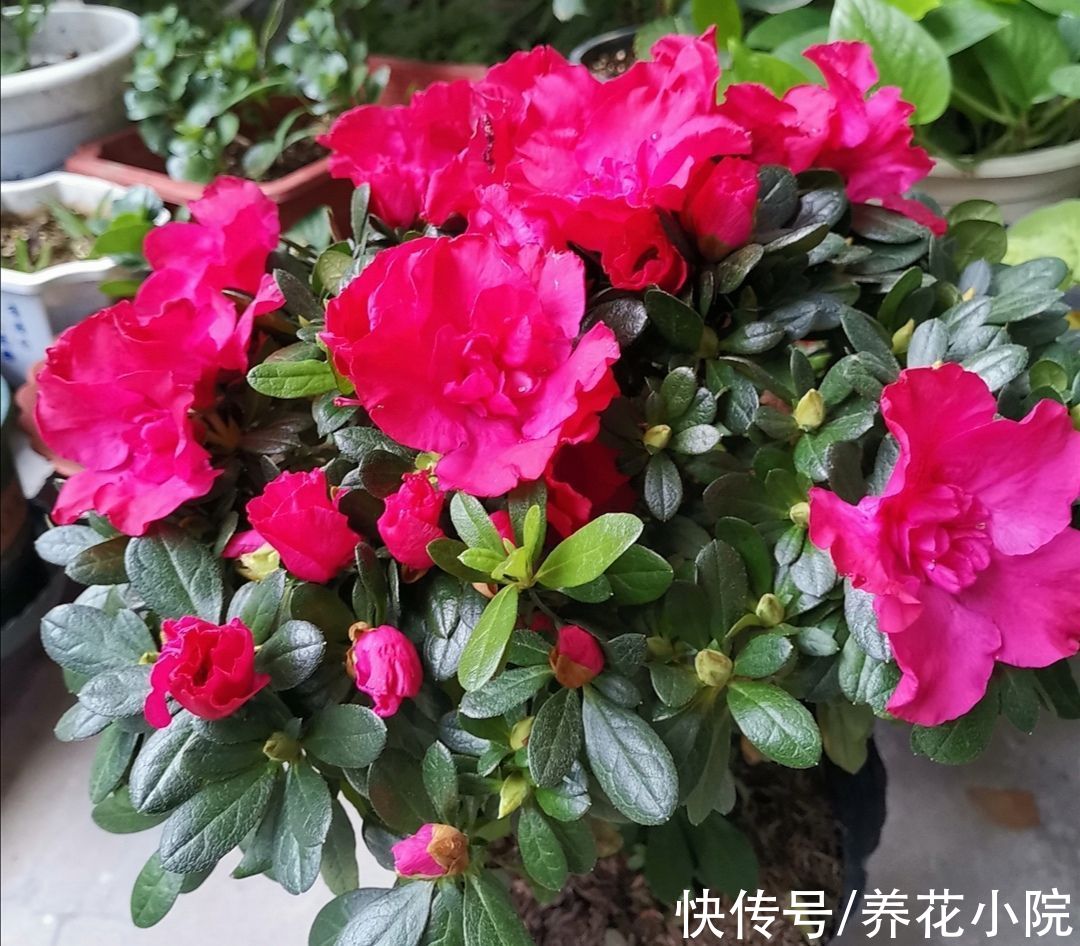 杜鹃有“2怕3不喜”,了解它的“喜好”,才能长得旺,多开花