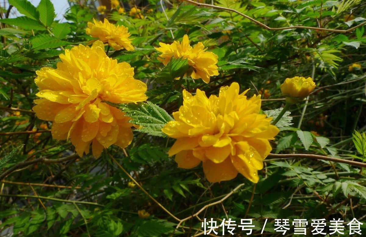 此花姹紫嫣红，象征着高贵尊贵，原产于中国却被认为是日本的