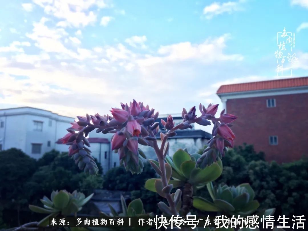 养多肉的路上患得患失，却依然如最初般热爱！