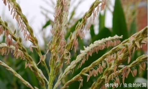 玉米|玉米大家都熟悉,但玉米花却不重视,其实它是一种“天然抗生素”
