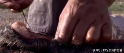 因纽特人|地下存放3年的尸体竟是美食!鲱鱼罐头都弱爆了