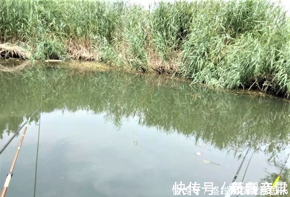 夏季野钓，突然无鱼口，不是钓技不好，原来是这几种因素