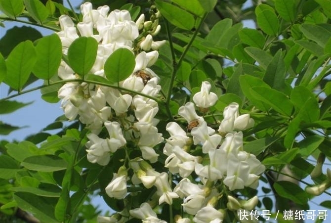 鸡蛋|鸡蛋和此物一起炒,腰不疼了,腿不酸了,男女都不可错过