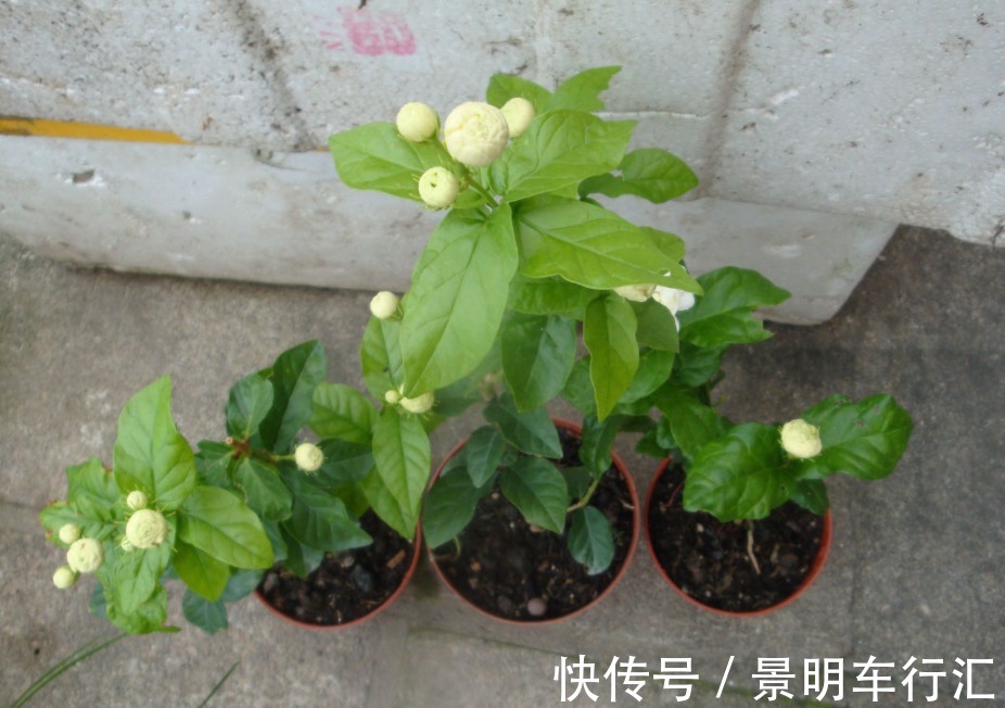 植株|被誉为最香的茉莉虎头，盆栽照顾到位，一年开花3、4次