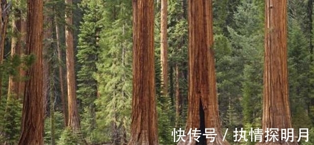 建木$把世界三地的神话连起来读,我们发现了一个完整的神树故事