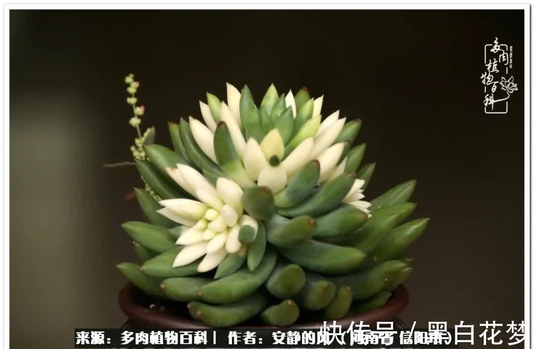 阳台多肉党的幸福生活!