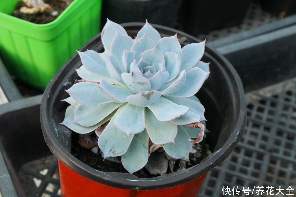 花花|老花匠的养肉秘方,避开5个坑,才能养出结实多肉