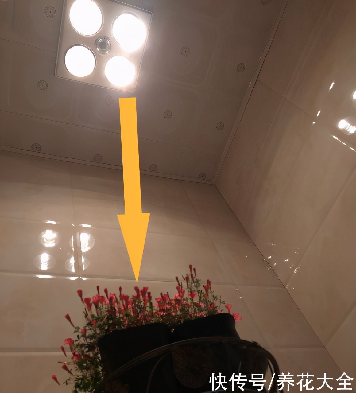 半个月|半个月没太阳,给花开浴霸补光,竟然开了300朵