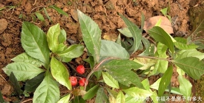 这东西,俗称“矮地茶”,南方很常见,遇到请重视