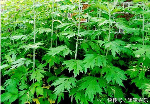 7种“有益花”,养在家里身体好,清新空气病菌少,你家还没养