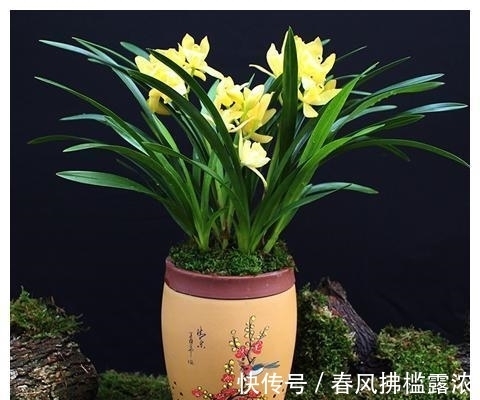 小技巧|养了5年的兰花总不开花？用4个小技巧，花香四溢满阳台