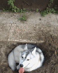 |搞笑GIF趣图:小朋友,看你骨骼惊奇,是天生的厨师体质!