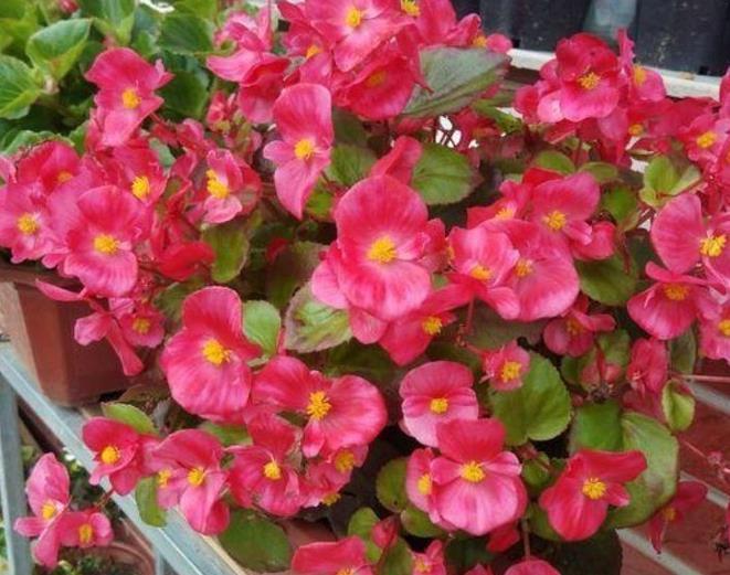 秋季|秋天养花,5买5不买,买错了浪费钱又闹心