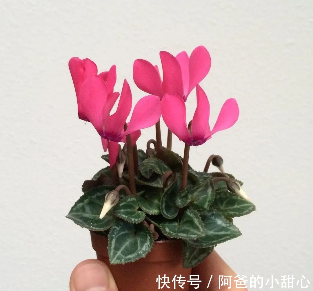 养盆栽仙客来掌握7点,养20~30年都不是问题,年年能开花