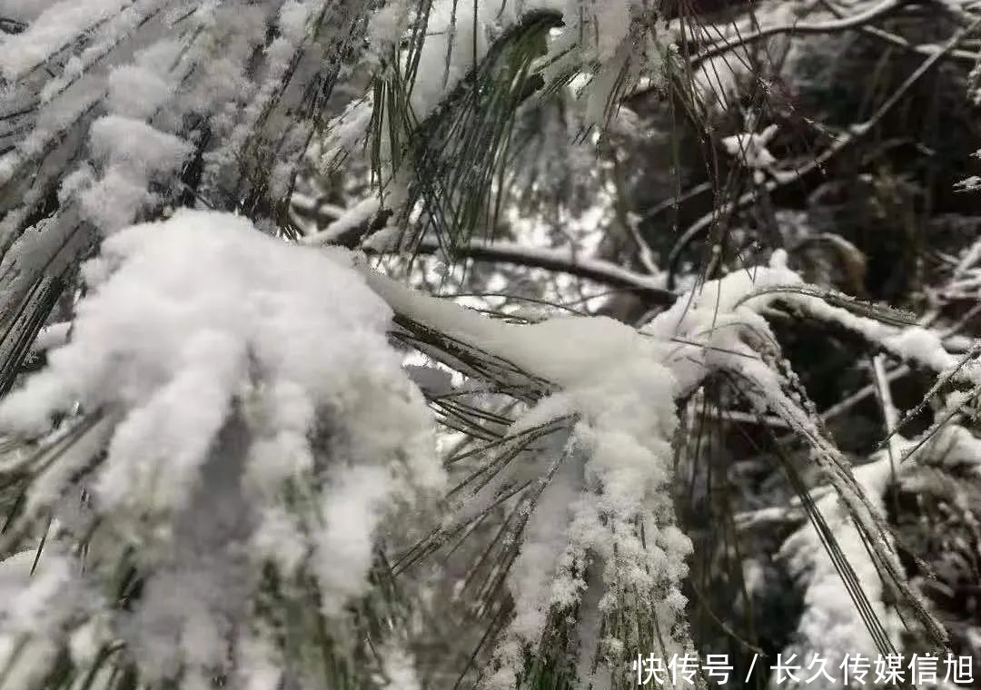 惊艳|惊艳！苍溪九龙山雪景美到cry！