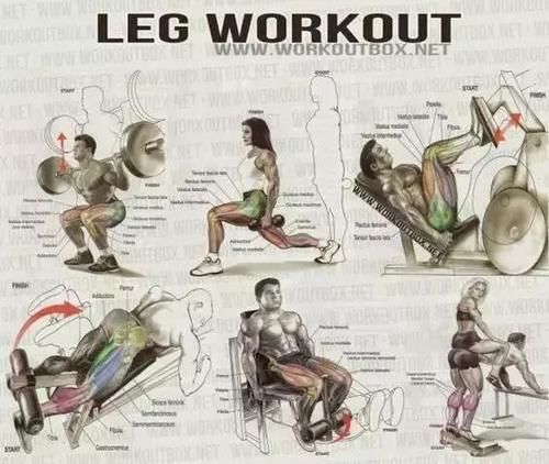 健身房|健身房常用训练图解，每张图都是训练计划！