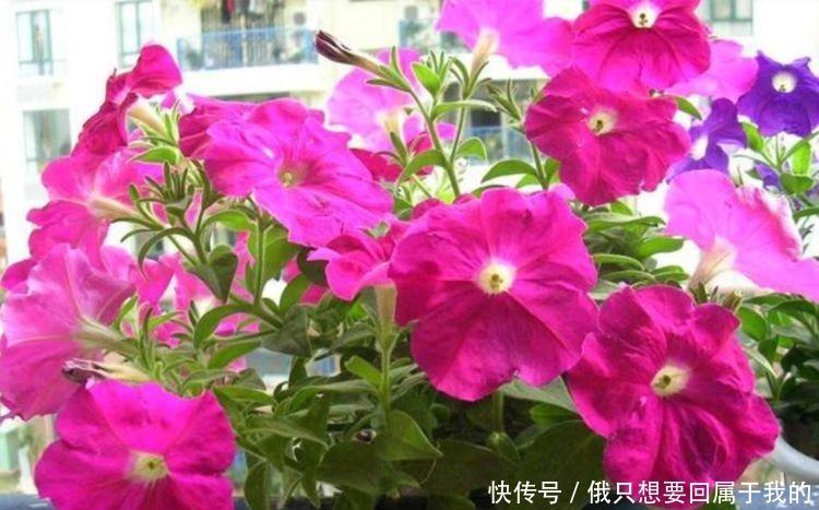 4种花漂亮又好养，花期长达200天，比牡丹好看，比吊兰好养