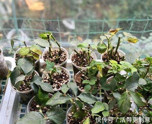 5种“酸性花”趁着春天快扦插，随便掐个枝，7天就生根，冒芽！