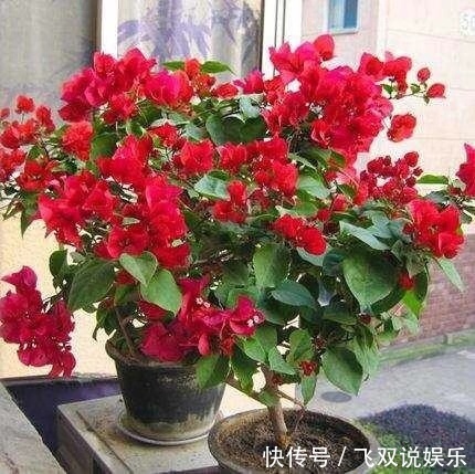 三角梅不开花春天记得做好2点,花芽嗖嗖冒,一年开花180天