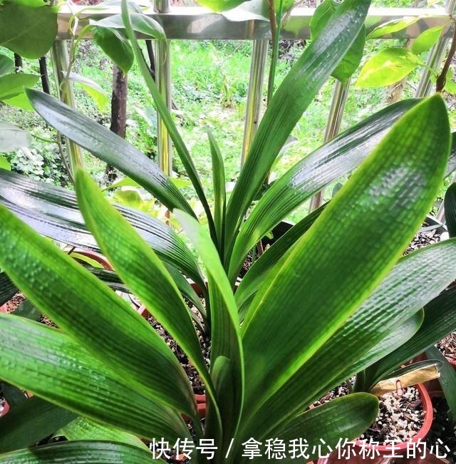 君子兰“度夏”很关键，记住“1要、2不要”，十月睡醒就疯长！