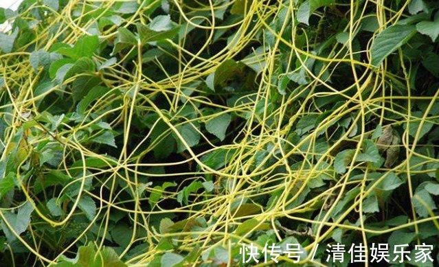 壮阳|被称为“回春宝”,菟丝子补肾功效高,送你几方壮阳又强身