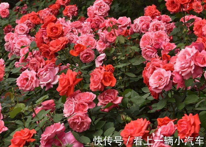 施肥|养月季花不会施肥,根据季节施好肥,生长旺盛花大又鲜艳