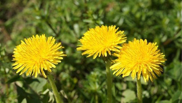 搭配|蒲公英,被称为“药草皇后”,谨记“五搭配、四禁忌”,别再犯错