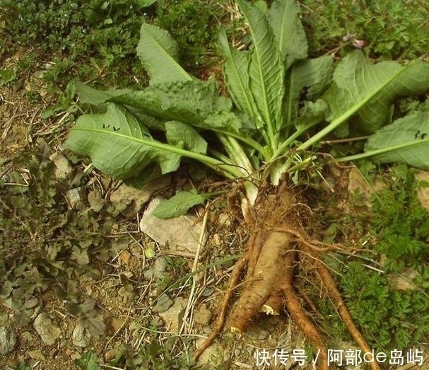 农村一种野草,人称“金不换”,脚崴了捣碎敷上很快就好