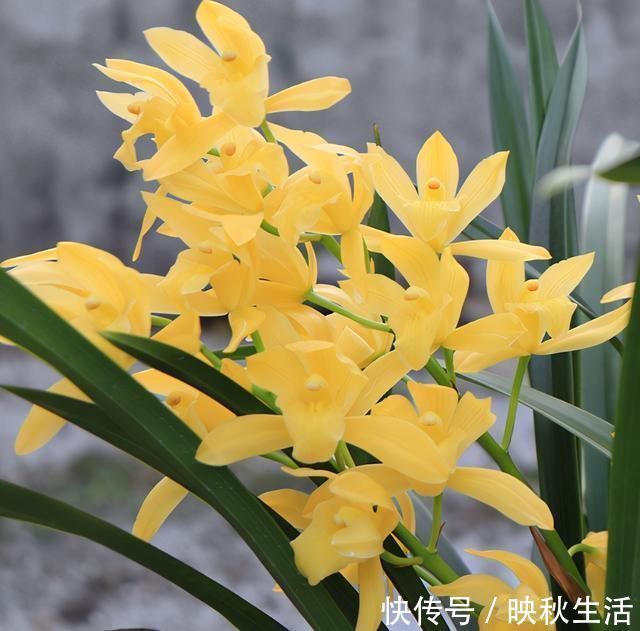 比“绿萝”还好养的兰花,兰香持久,通体金黄,每年可以开花3次