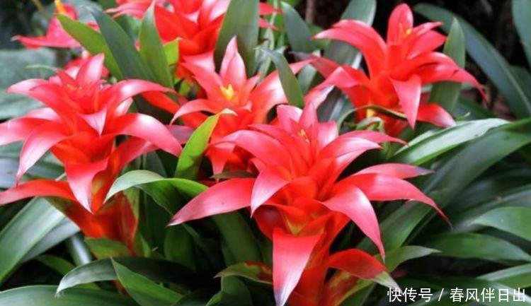 家里要养3种花,开花吉祥又喜庆,时来运转,越过越富裕有钱