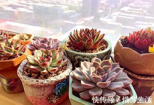 叶芯|夏季养多肉,“保命”是关键,做好4要点,轻松度过“生死劫”
