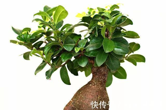 养过榕树以后才后悔,本以为是盆常绿货,结果叶片发黄像棵草