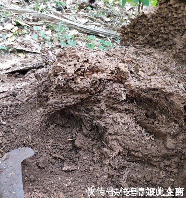 叶片|邻居家的“吊兰”泛滥成灾，每盆长成“狮子头”，窍门有3个！