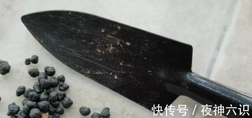 合适的时机,正确的施肥,助力多肉美翻天